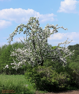 Blühender Apfelbaum - Foto: Eva-Maria Kastell