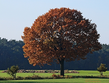 Eiche